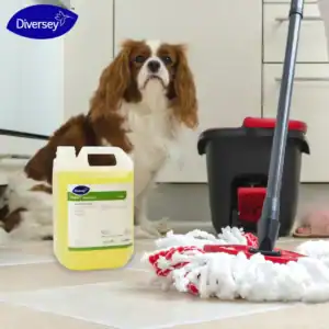 A gentle cleaning solution being used to clean a tile floor with a mop, with a Cavalier King Charles spaniel sitting nearby in a modern kitchen setting.